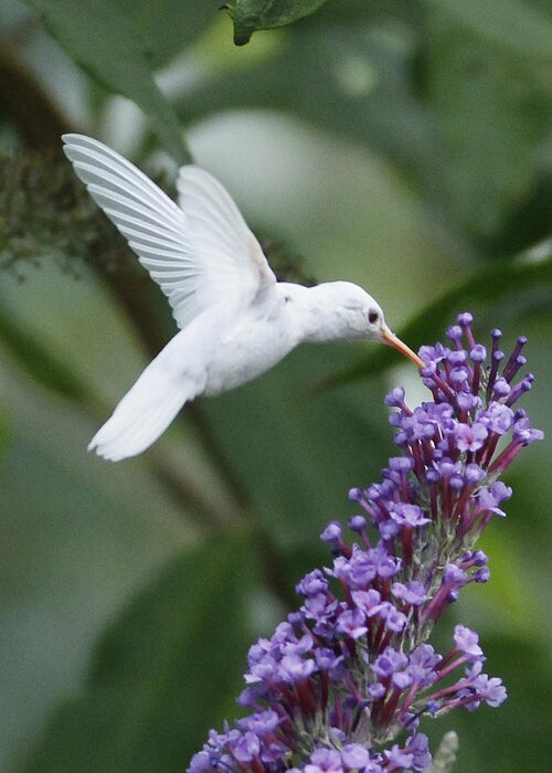 Albino Greeting Card featuring the photograph Albino Ruby-Throated Hummingbird by Kevin Shank Family