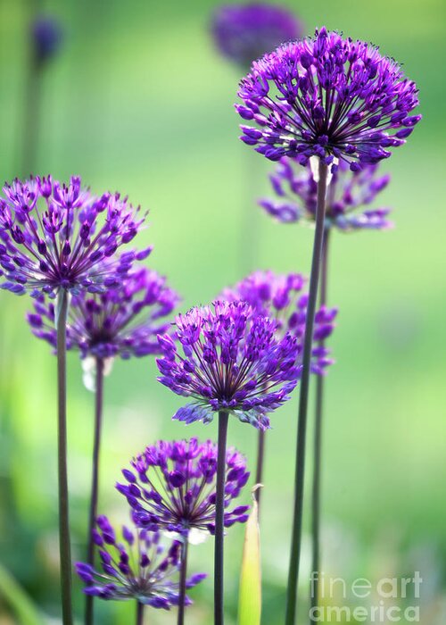 Garden Greeting Card featuring the photograph Allium #1 by Kati Finell