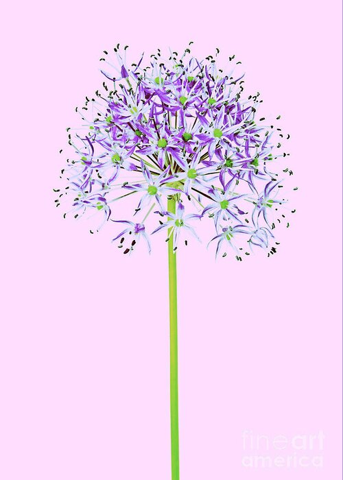 Flowers Flowers Greeting Card featuring the photograph Allium #1 by Tony Cordoza