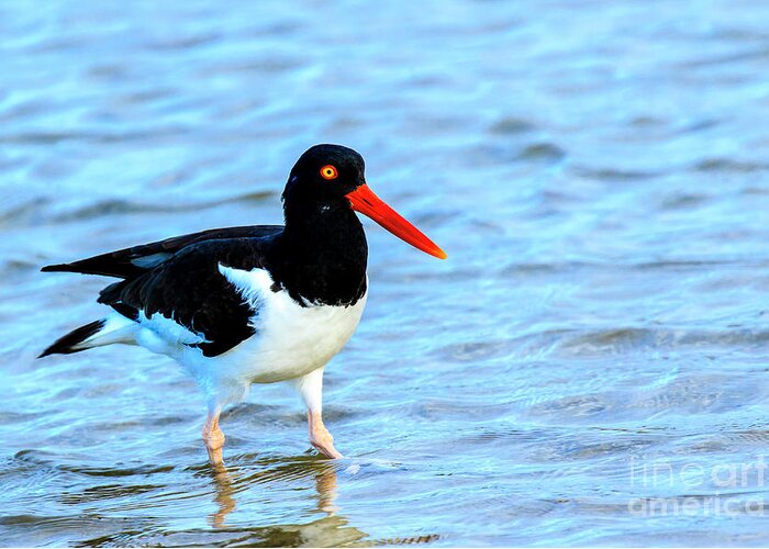 American Oystercatcher Greeting Card featuring the photograph American Oystercatcher #1 by Ben Graham