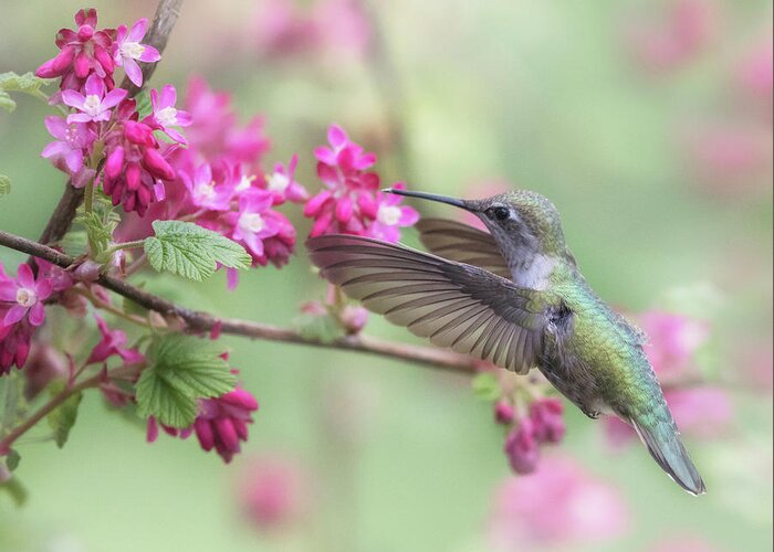 Hummingbird Greeting Card featuring the photograph Anna in Spring #1 by Angie Vogel
