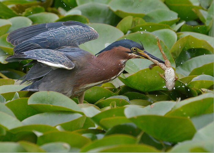 Green Heron Greeting Card featuring the photograph Appetizer #1 by Fraida Gutovich
