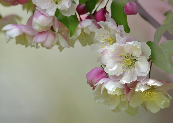 Flower Greeting Card featuring the photograph Apple Blossoms by Ann Bridges