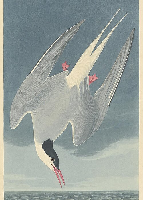 John James Audubon Greeting Card featuring the painting Arctic Tern #1 by John James Audubon