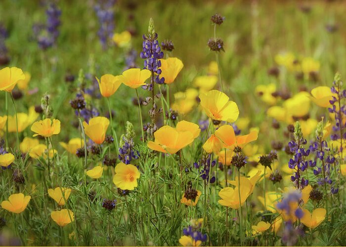 Poppies Greeting Card featuring the photograph Arizona Wildflowers #1 by Saija Lehtonen