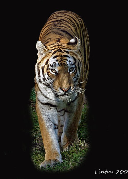 Asian Tiger Greeting Card featuring the photograph Asian Tiger #1 by Larry Linton