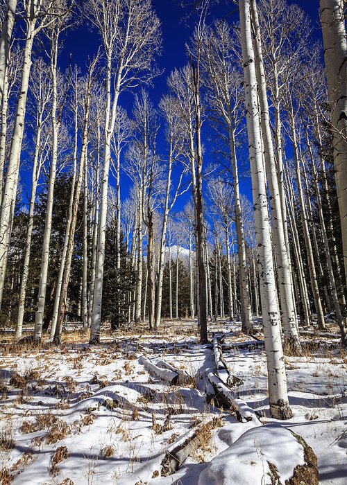 America Greeting Card featuring the photograph Aspen forest #2 by Alexey Stiop