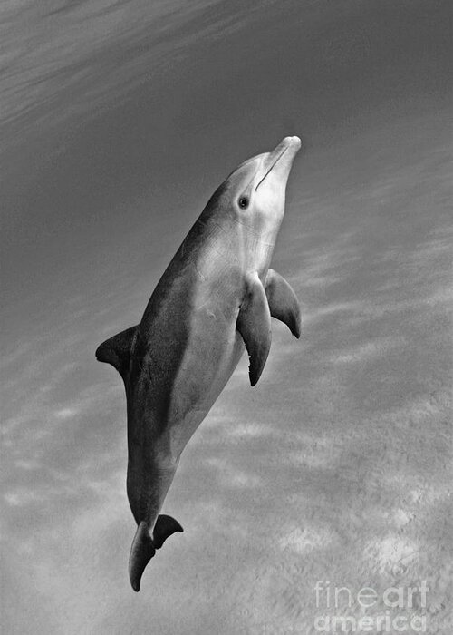 Animal Art Greeting Card featuring the photograph Atlantic Bottlenose Dolphin #1 by Dave Fleetham - Printscapes