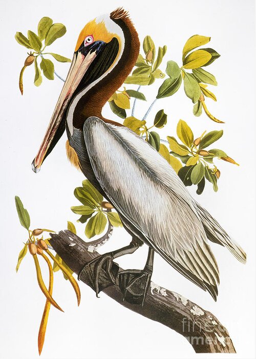 1838 Greeting Card featuring the photograph Audubon: Pelican #1 by Granger