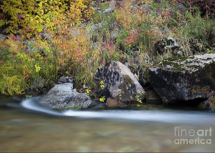 Coeur D'alene National Forest Greeting Card featuring the photograph Autumn Flow #1 by Idaho Scenic Images Linda Lantzy