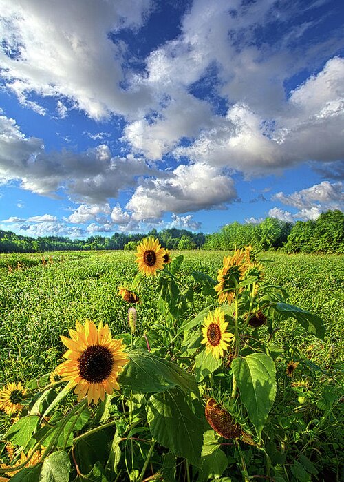 Sunflowers Greeting Card featuring the photograph Autumn is Near #1 by Phil Koch