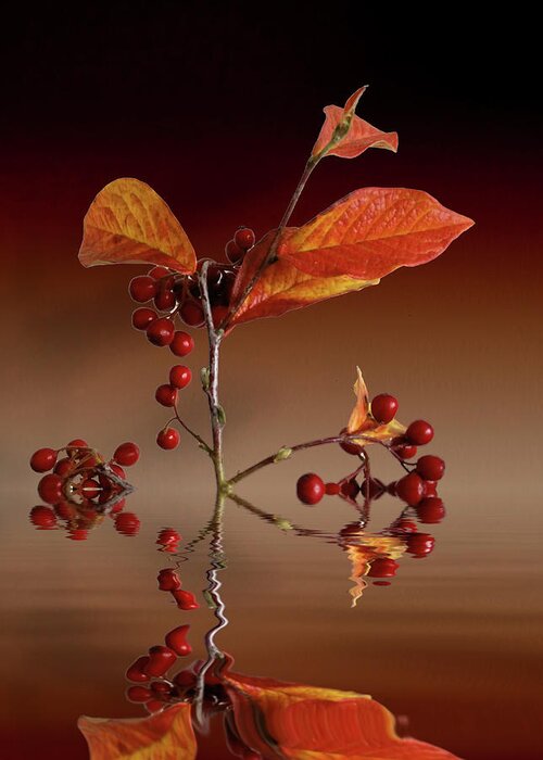 Leafs Greeting Card featuring the photograph Autumn leafs and red berries #1 by David French
