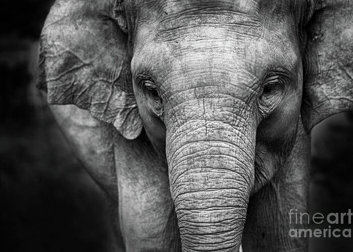 Elephant Greeting Card featuring the photograph Baby Elephant #1 by Charuhas Images