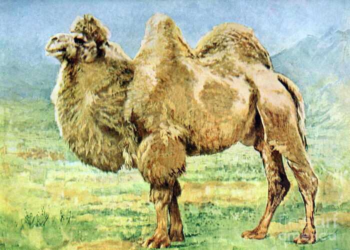 Bactrian Camel Greeting Card featuring the photograph Bactrian Camel, Endangered Species #1 by Biodiversity Heritage Library