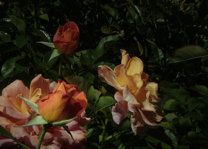 Balboa Park Greeting Card featuring the photograph Balboa Park Rose Garden Flower 8 #1 by Phyllis Spoor