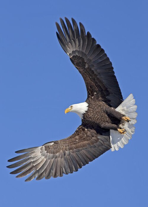 Bald Eagle Greeting Card featuring the photograph Bald Eagle in Flight #1 by Tim Grams