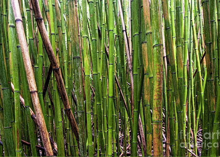 Bamboo Greeting Card featuring the photograph Bamboo #1 by Baywest Imaging