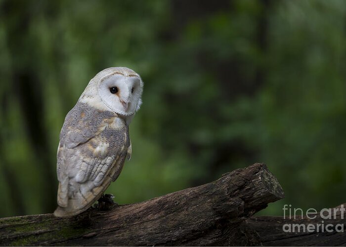 Owl Greeting Card featuring the photograph Barn Owl in the Woods by Andrea Silies