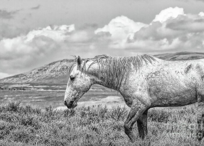 Stallion Greeting Card featuring the photograph Battle Weary #2 by Jim Garrison