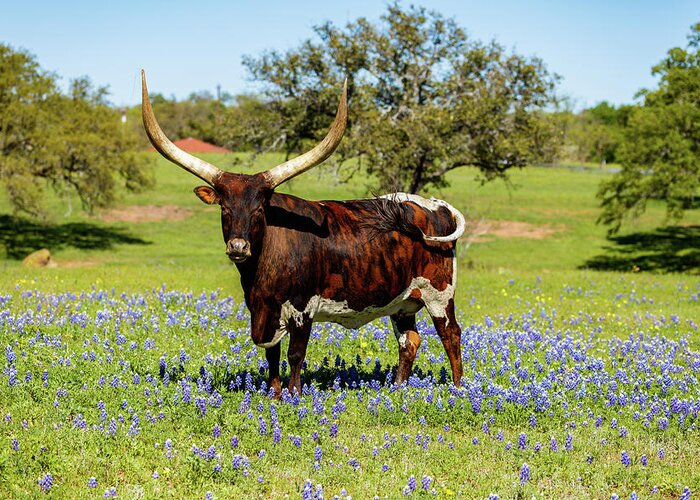 African Breed Greeting Card featuring the photograph Beautiful longhorn bull by Raul Rodriguez