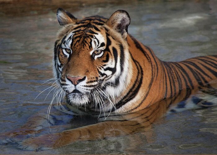 Tiger Greeting Card featuring the photograph Bengal Tiger laying in water #1 by Bruce Beck