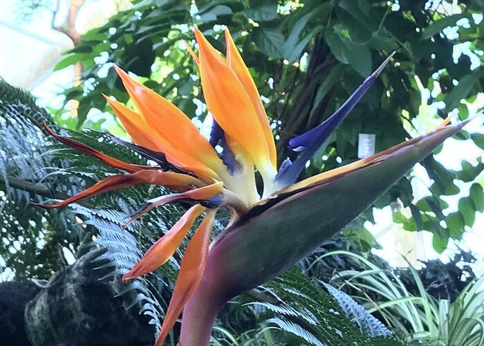 Flowers Greeting Card featuring the photograph Bird of Paradise #1 by Jean Wolfrum