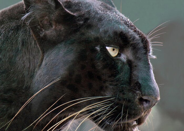 Black Leopard Greeting Card featuring the photograph Black Leopard #1 by Larry Linton