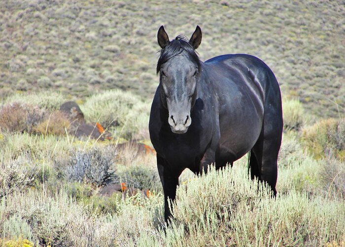 Horse Greeting Card featuring the photograph Black Mustang #1 by Marilyn Diaz