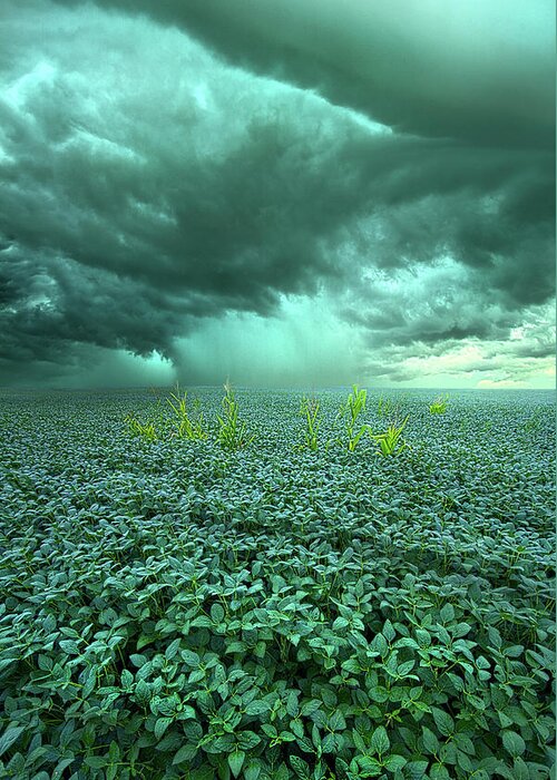 Summer Greeting Card featuring the photograph Blessings #1 by Phil Koch
