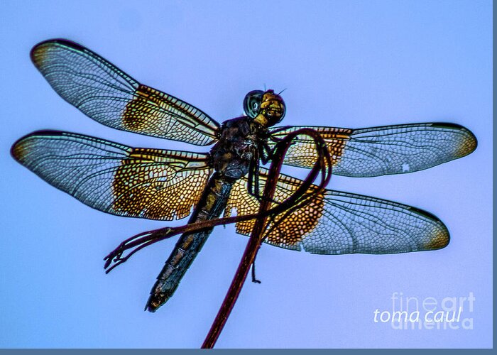 Dragonfly Greeting Card featuring the photograph Blue Dragonfly #1 by Toma Caul