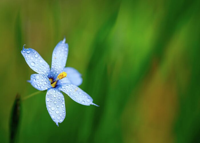 Flower Greeting Card featuring the photograph Blue Eyed Grass Flower by Brad Boland