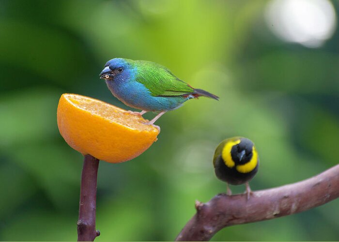 Blue-faced Parrotfinch Greeting Card featuring the photograph Blue-faced Parrotfinch #1 by John Poon