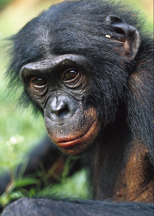 Mp Greeting Card featuring the photograph Bonobo Pan Paniscus Portrait #2 by Cyril Ruoso