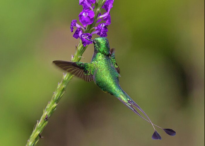 2015 Greeting Card featuring the photograph Booted Racket-tail #2 by Jean-Luc Baron