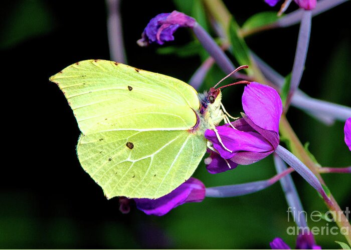 Animal Greeting Card featuring the photograph Brimstone butterfly by Amanda Mohler
