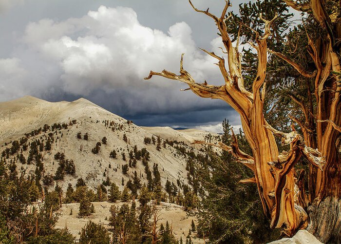 Bristlecone Pine Greeting Card featuring the photograph Bristlecone Pine tree 7 by Duncan Selby