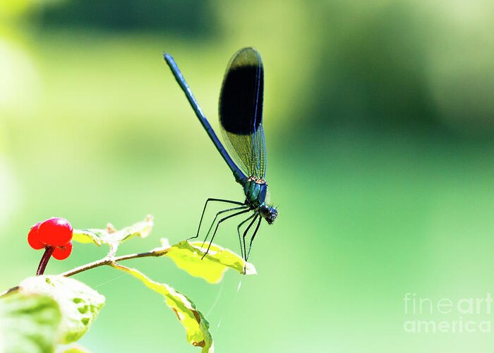 Countryside Greeting Card featuring the photograph Broad-winged Damselfly, Dragonfly by Amanda Mohler