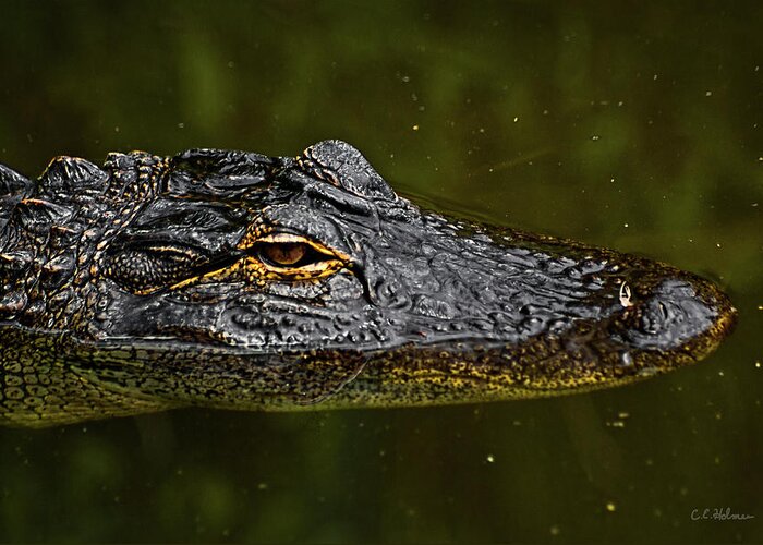Alligator. Gator Greeting Card featuring the photograph Brown Eye #1 by Christopher Holmes