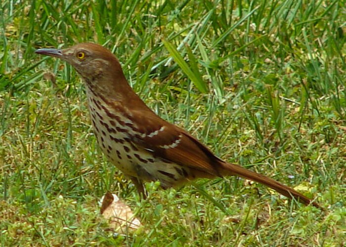 Bird Greeting Card featuring the photograph Brown Thrasher #1 by Carl Moore