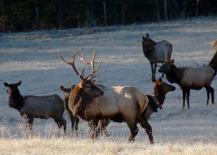 Bull Elk Greeting Card featuring the photograph Bull Elk in Frost by Michael Dougherty
