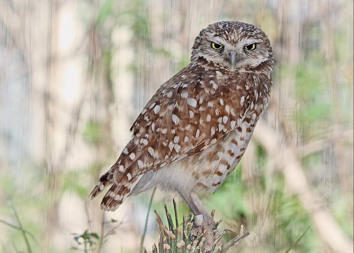 Birds Of Prey Greeting Card featuring the photograph Burrowing Owl by Elaine Malott