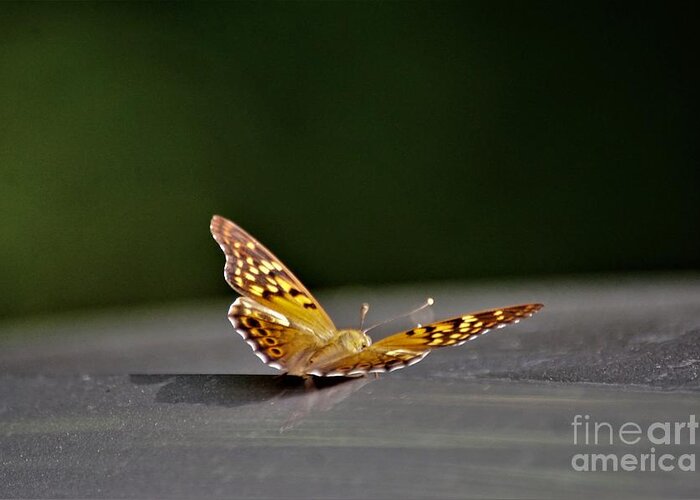 Butterflies Greeting Card featuring the photograph Butterfly on my car5 #1 by Merle Grenz