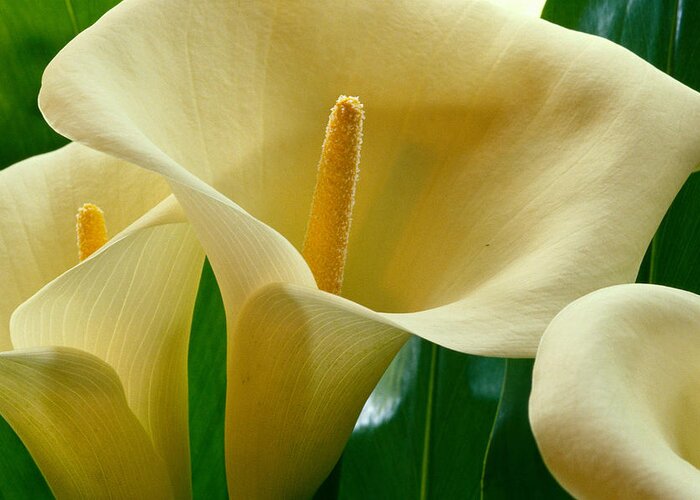 711blk Greeting Card featuring the photograph Calla Lilies #1 by William Waterfall - Printscapes