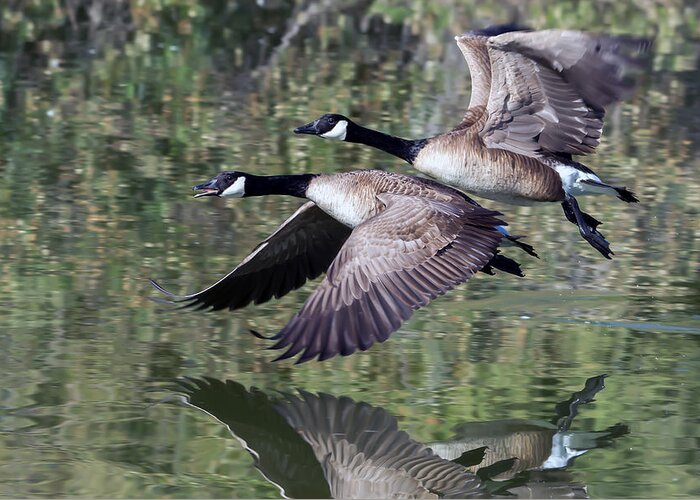 Canada_geese Greeting Card featuring the photograph Canada Geese #1 by Tam Ryan