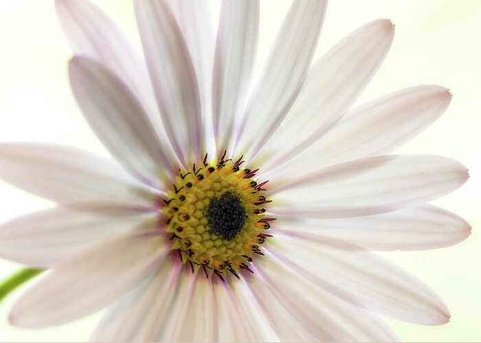 Floral Greeting Card featuring the photograph Cape Daisy #3 by Shirley Mitchell