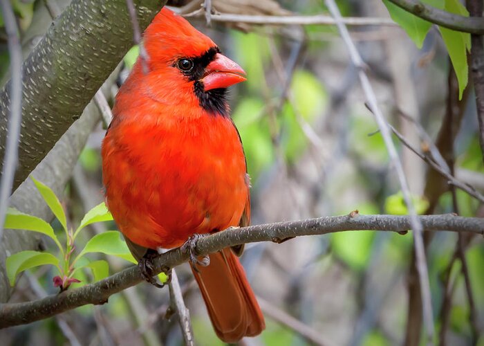 2d Greeting Card featuring the photograph Cardinal Perched #1 by Brian Wallace