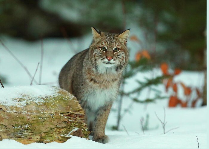 Bobcat Greeting Card featuring the photograph Checking Me Out #1 by Duane Cross