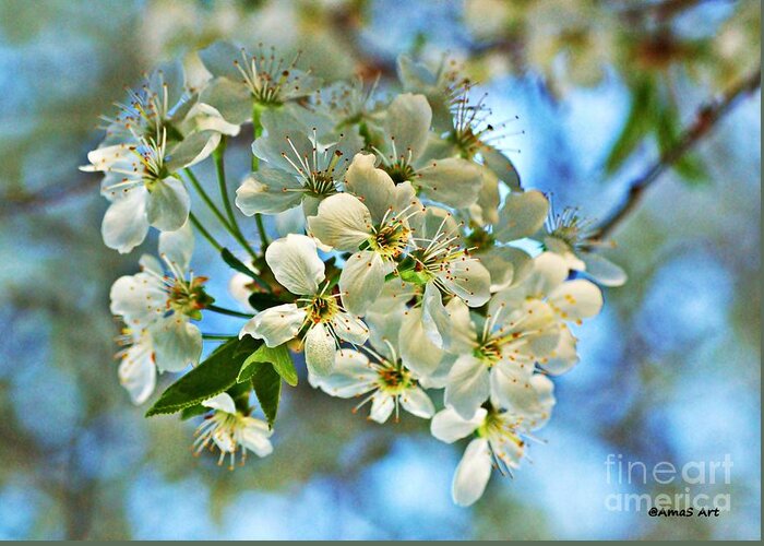 Spring Greeting Card featuring the photograph Cherry Tree Flowers #2 by Amalia Suruceanu