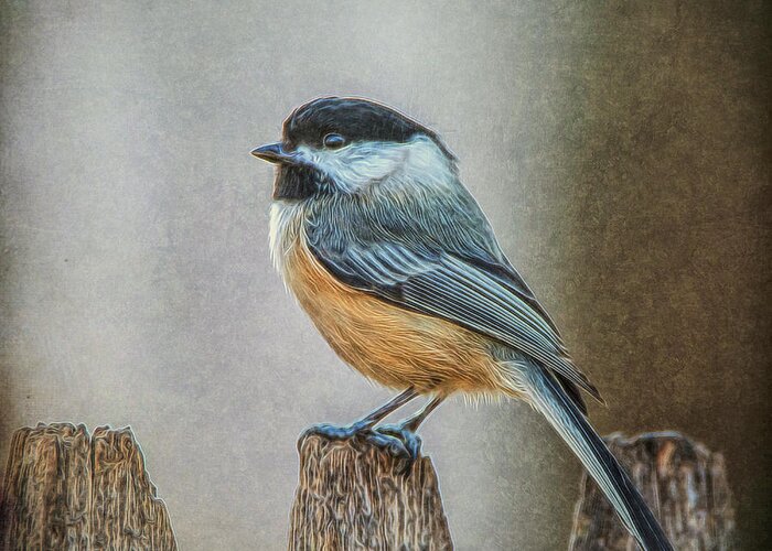 Chicadee Greeting Card featuring the photograph Chicadee by Cathy Kovarik