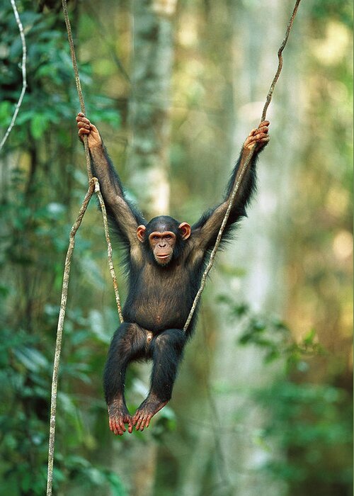 Mp Greeting Card featuring the photograph Chimpanzee Pan Troglodytes Juvenile #1 by Cyril Ruoso